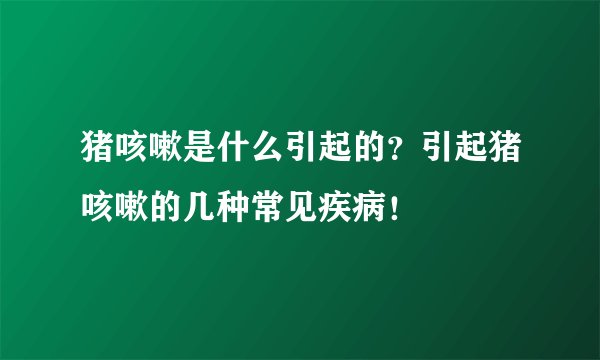 猪咳嗽是什么引起的？引起猪咳嗽的几种常见疾病！