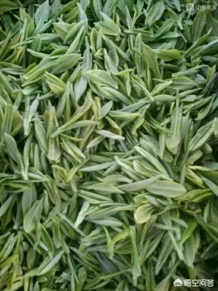 孕妇能经常喝毛尖茶吗?