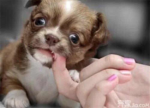 【周公解梦】梦见被狗咬预示着......