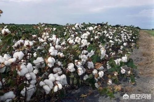 今年棉花价格走势会持续下跌吗?有没有对策?