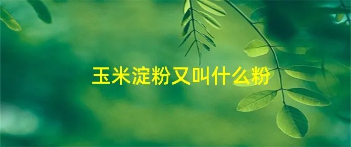 玉米淀粉又叫什么粉