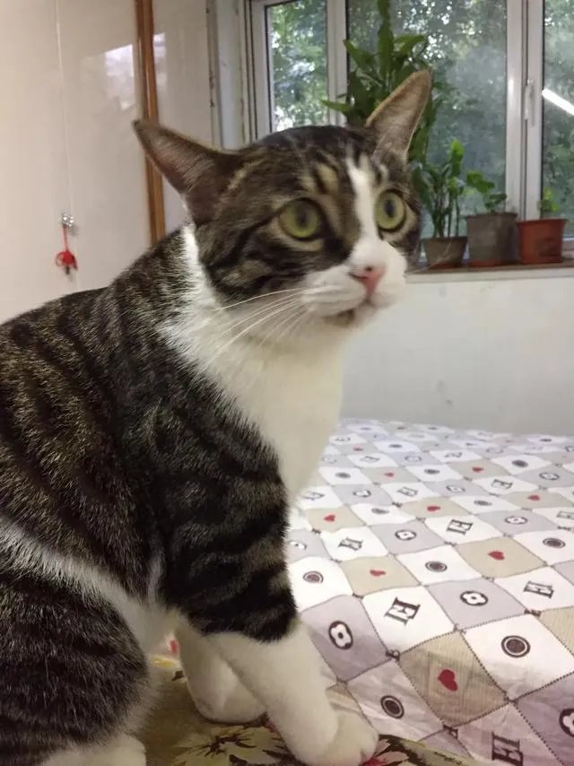当你的猫或者狗狗去世之后,你还会再养吗?