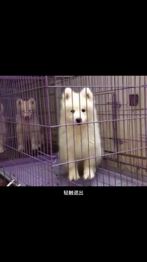 萨摩耶到底有多蠢?