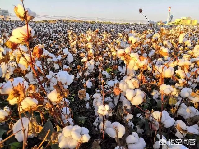 今年棉花价格走势会持续下跌吗?有没有对策?