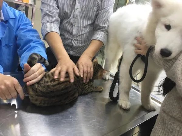 萨摩耶到底有多蠢?