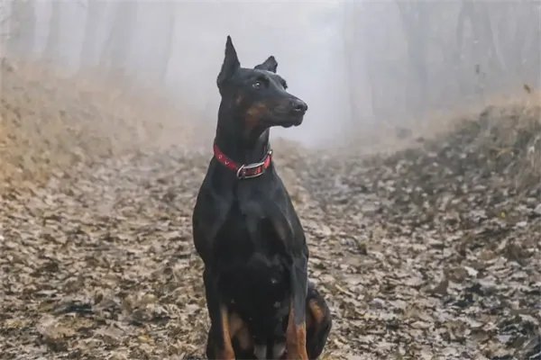 十大最护主的狗，中华田园犬上榜，第九一生只认一个主人