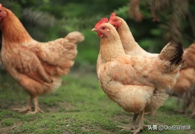 两家土鸡养殖场能挨在一起吗？