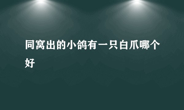 同窝出的小鸽有一只白爪哪个好