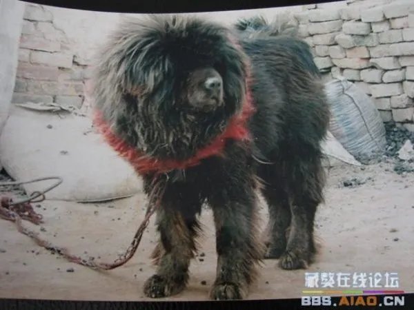 什么是驴系藏獒?