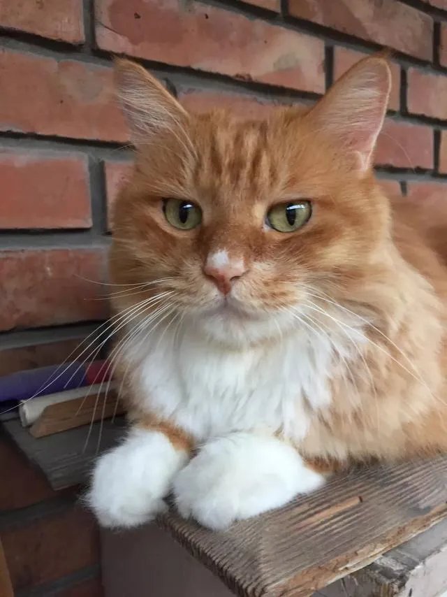 当你的猫或者狗狗去世之后,你还会再养吗?