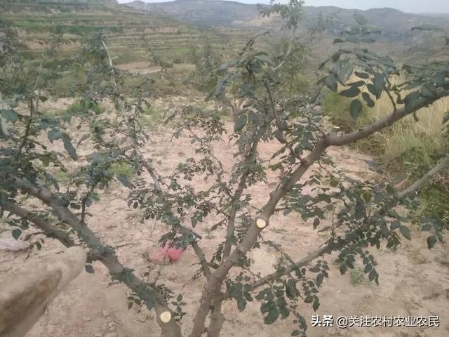 今年花椒树狂枝多怎么办?
