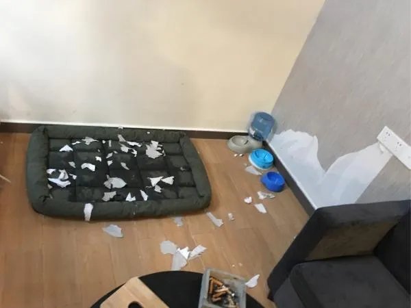 萨摩耶到底有多蠢?