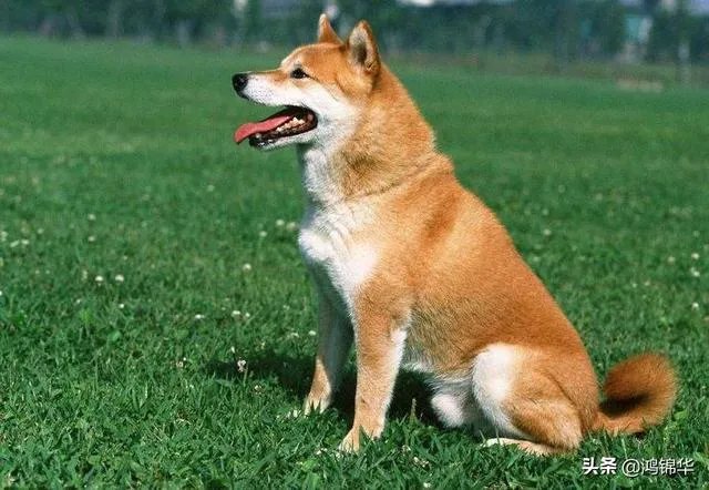 秋田犬适合家养吗？