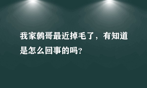 我家鹩哥最近掉毛了，有知道是怎么回事的吗？