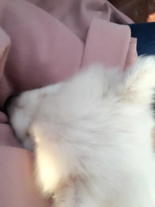 萨摩耶到底有多蠢?