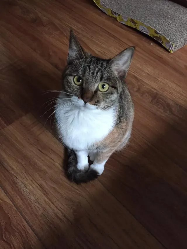 当你的猫或者狗狗去世之后,你还会再养吗?