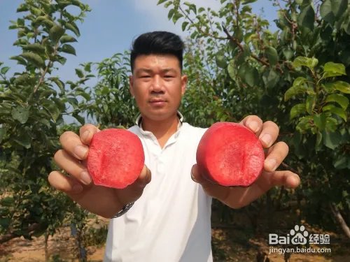 毛桃苗新品种哪个好?