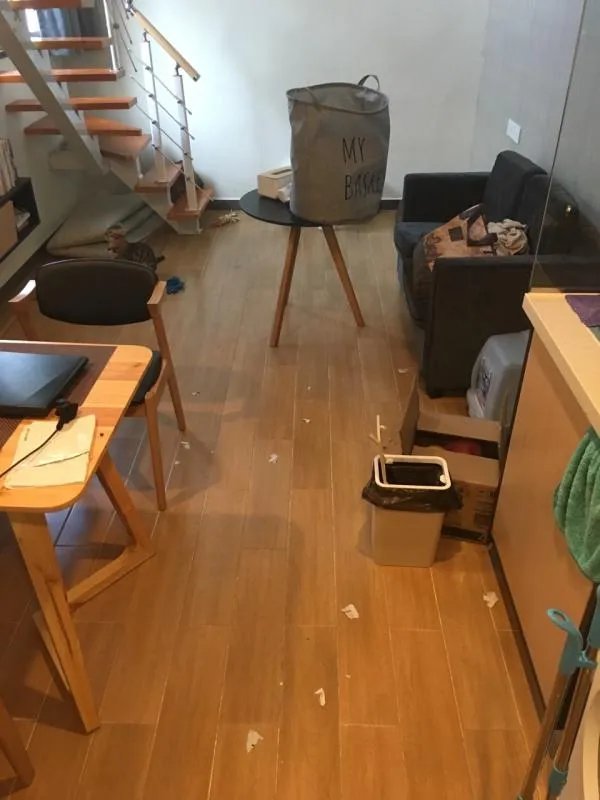 萨摩耶到底有多蠢?