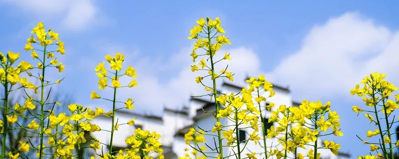 宁波哪里可以看油菜花 宁波哪里看油菜花最好