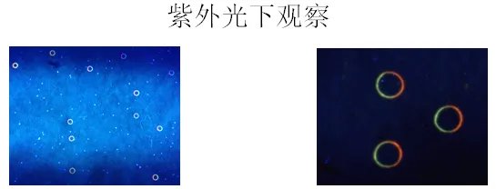 怎么查询发票的真伪？