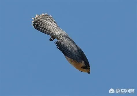 世界上飞的最高、飞的最远或飞的最快的鸟有哪些?