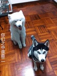 萨摩耶到底有多蠢?