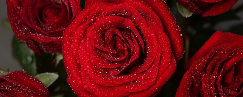 玫瑰花怎么养 玫瑰花的养殖方法