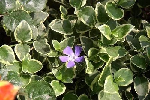 北方四季常青又耐寒的花树有哪些？