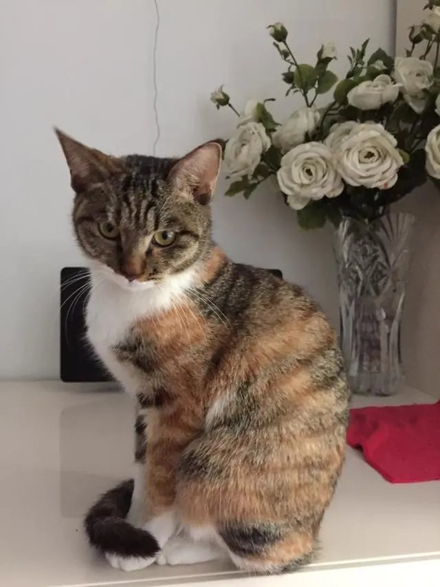 当你的猫或者狗狗去世之后,你还会再养吗?
