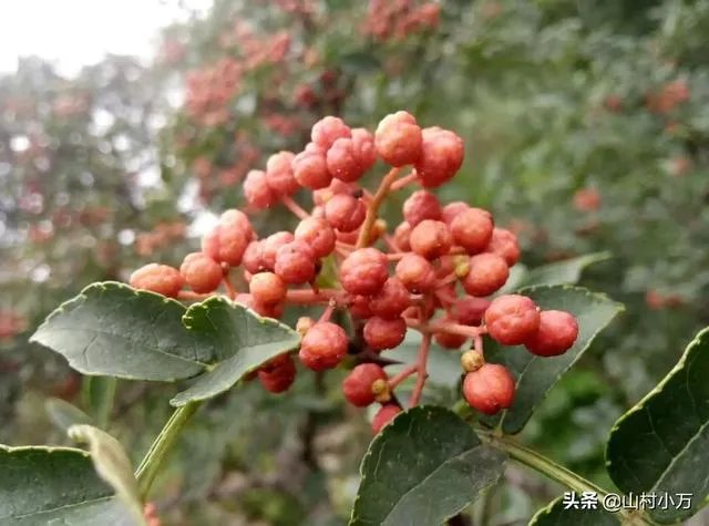 今年花椒树狂枝多怎么办?