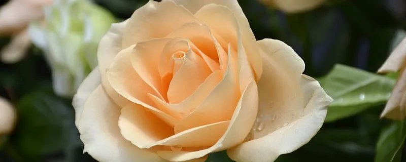 2朵玫瑰花代表什么意思 送10朵玫瑰花代表什么意思