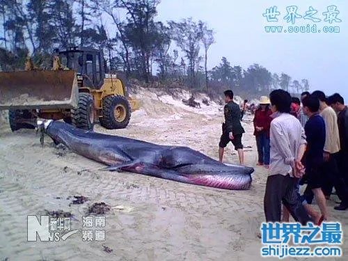 挖掘机挖出16米长巨蛇,权威揭秘真相(图)