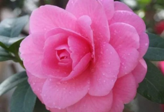 北方四季常青又耐寒的花树有哪些？