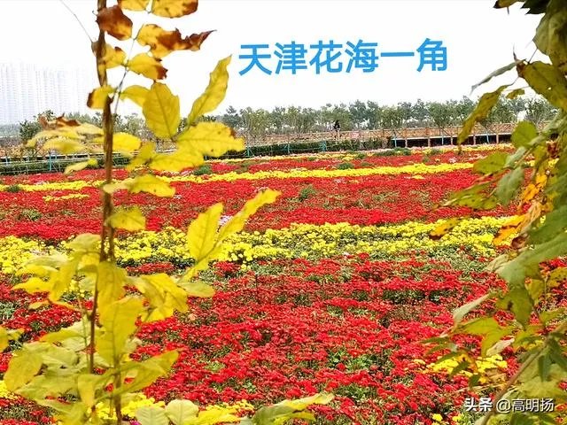 上海奉贤区东端这个镇