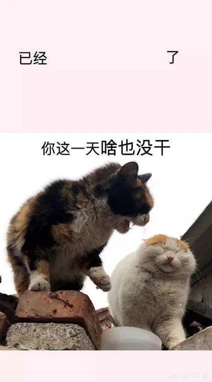 有哪些搞笑的手机壁纸?