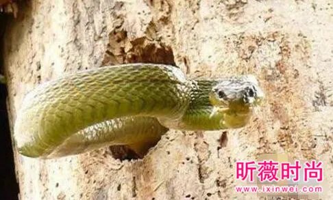啄木鸟大战3米长毒蛇 下一幕轰动世界(图)