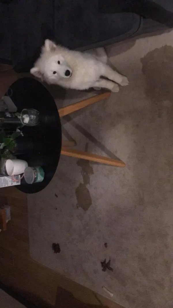 萨摩耶到底有多蠢?