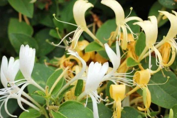 北方四季常青又耐寒的花树有哪些？