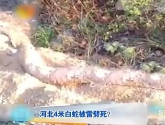云梦山白蛇渡劫失败被雷劈死:竟被野猪吃掉