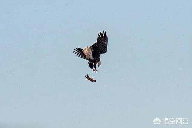 世界上飞的最高、飞的最远或飞的最快的鸟有哪些?