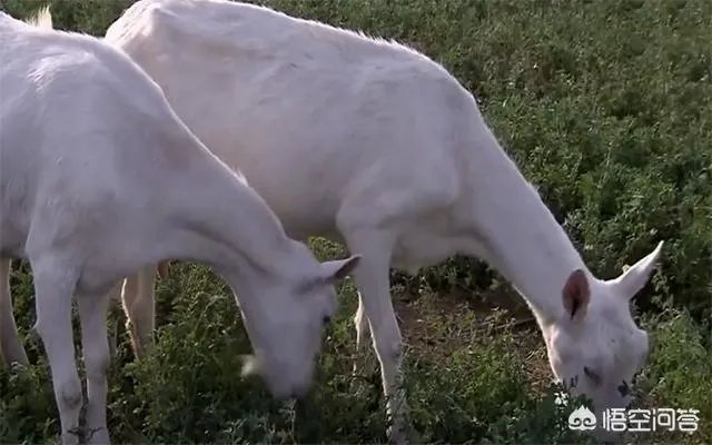 奶山羊怎样提高产量和品质?