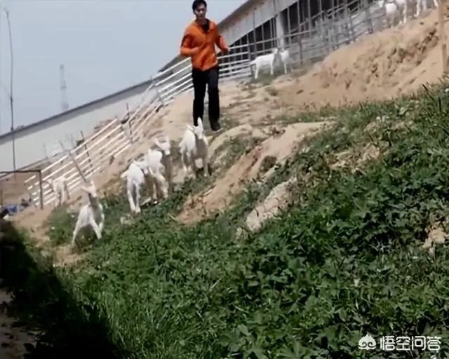 奶山羊怎样提高产量和品质?