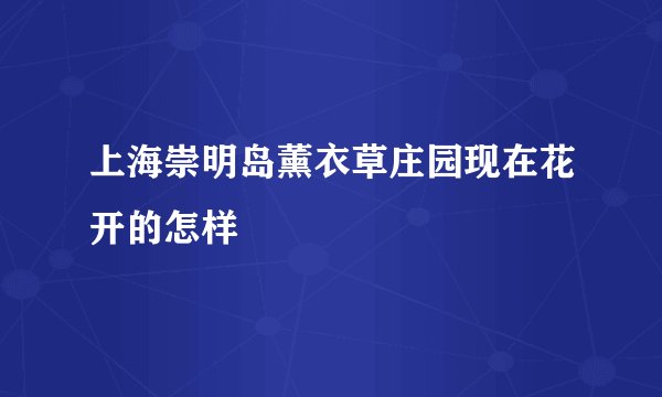 上海崇明岛薰衣草庄园现在花开的怎样