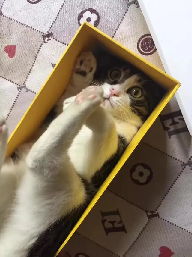 当你的猫或者狗狗去世之后,你还会再养吗?