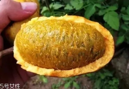 牛卵坨籽可以吃吗?看看它的神奇功效