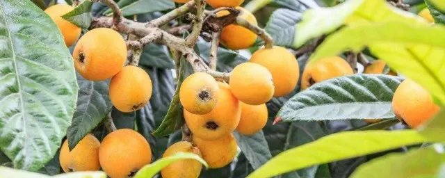 正确摘枇杷方法