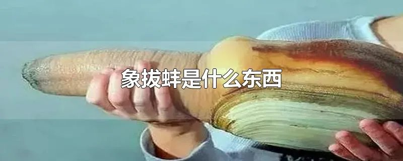 象拔蚌是什么东西