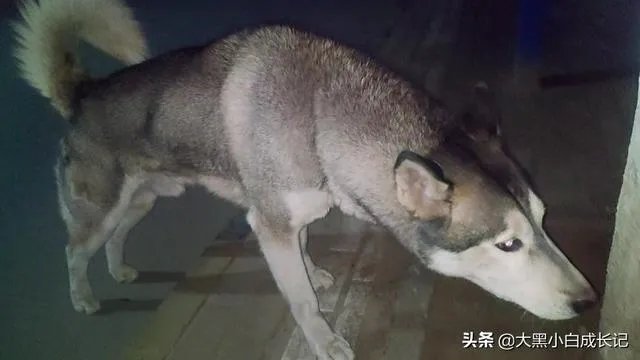 秋田犬适合家养吗？