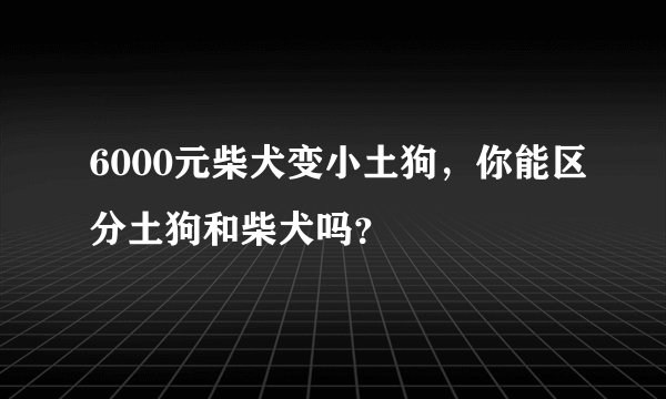 6000元柴犬变小土狗，你能区分土狗和柴犬吗？