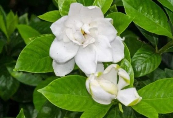 北方四季常青又耐寒的花树有哪些？